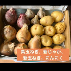 ニンニク入り！大特価！無農薬！新玉ねぎ、新ニンニク、新じゃが　新紫玉ねぎ4種類セット 農家直送