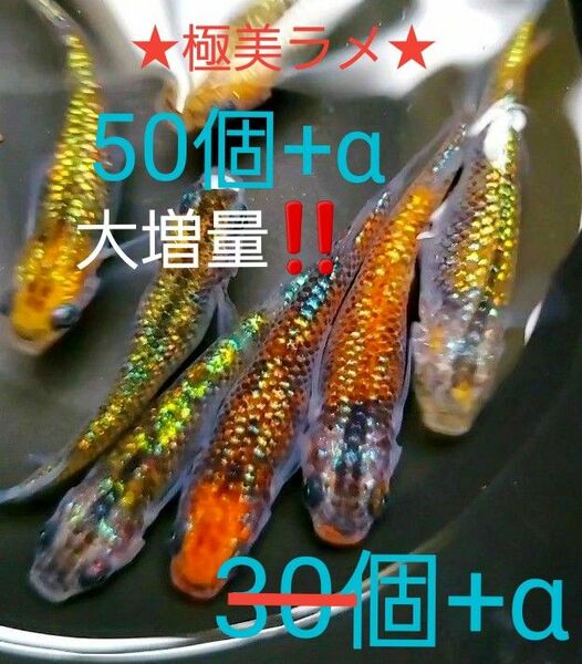 新系統 オーロラ黄ラメ 有精卵50個+α　　　　☆★ラメ乗り抜群★☆《只今、大増量中！！》