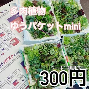 多肉植物　ゆうパケットmini詰め込みパック　セダム　エケベリア