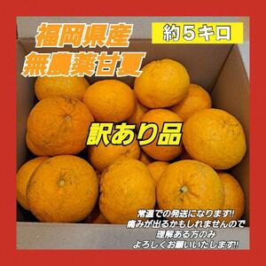 【訳あり品】福岡県産 無農薬 甘夏 約5kg 自然栽培 ジャム 冷凍 柑橘類