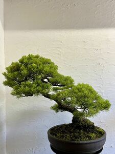 ... leaf pine bonsai large goods leaf . eminent . leaf pine .. bonsai 
