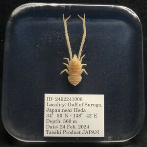  deep sea biology . specimen ID:2402241006