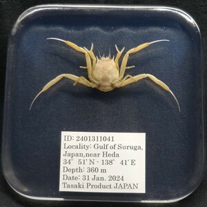  deep sea biology . specimen ID:2401311041