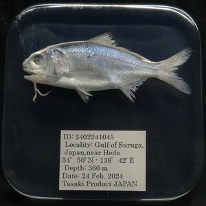  deep sea biology . specimen ID:2402241045