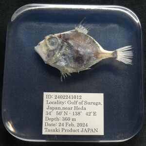  deep sea biology . specimen ID:2402241012