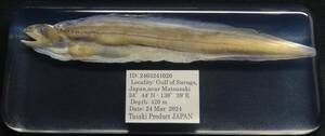  deep sea biology . specimen ID:2403241020