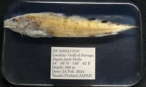  deep sea biology . specimen ID:2402241036