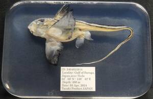  deep sea biology . specimen ID:2404031014