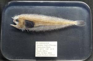  deep sea biology . specimen ID:2403161010