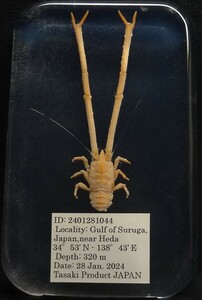  deep sea biology . specimen ID:2401281044