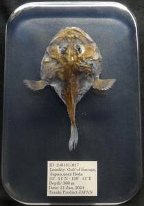  deep sea biology . specimen ID:2401311017