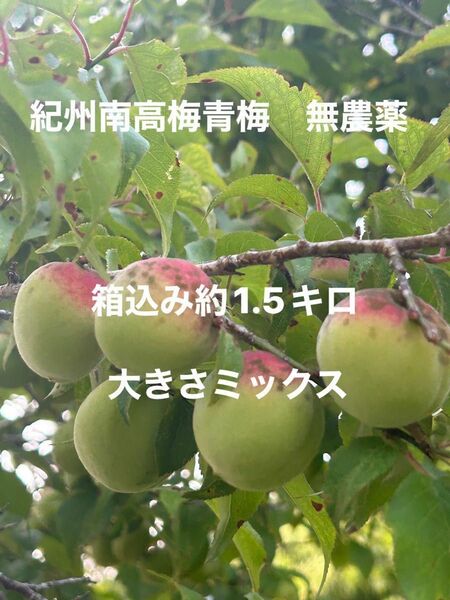 紀州南高梅青梅　無農薬　箱込み約1.5キロ