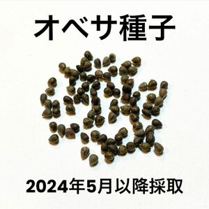 【種子】 ユーフォルビア オベサ 30粒