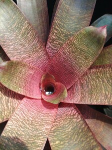 樹～6月05『フリーセア・シャーロットシーギ』5寸鉢 美種美株 Vriesea Sherlette Shiigi極上極美　画像で伝わりません