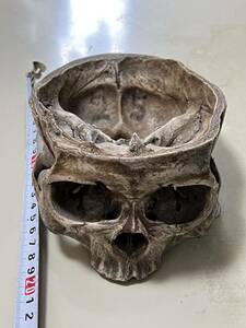 希少 時代 ビンテージ アンティーク 頭蓋骨　標本 模型 インテリア 飾り