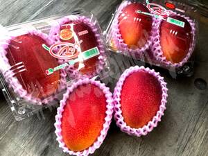 【京の果実屋】可食部たっぷり♪小さな太陽のタマゴ◆宮崎◆マンゴーL/2玉　 [L]完熟マンゴ