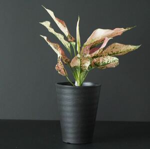 【eba plants】6/9 Aglaonema New kumkoon アグラオネマ　ニューカムクーン　“斑入り植物” 4号鉢
