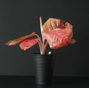 【eba plants】6/9 Aglaonema Orange sombat アグラオネマ　オレンジソムバット　“斑入り植物” 4号鉢