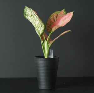 【eba plants】6/9 Aglaonema Redunyamanee アグラオネマ　レッドアンヤマニー　“斑入り植物” 4号鉢