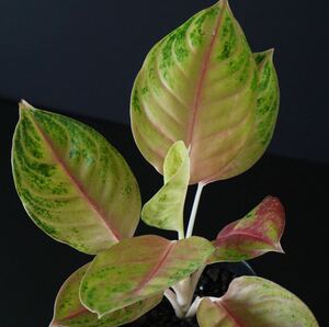 【eba plants】6/9 Aglaonema Jack pot アグラオネマ　ジャックポット　“斑入り植物” 4号鉢