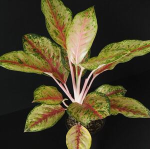 【eba plants】6/16 Aglaonema 10Karat アグラオネマ　10カラット　“斑入り植物” 4号鉢