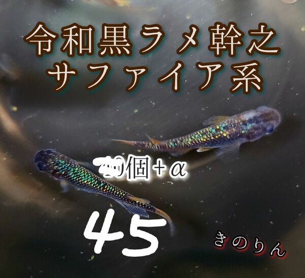 本日増量【令和黒ラメ幹之メダカの卵】45個+α