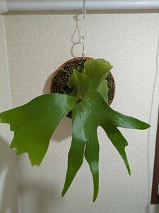 Platycerium hillii×wandae hybrid ビカクシダ ヒリー×ワンダエ