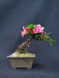 [ бонсай. chikala] Rhododendron indicum, большой чашечка для сакэ 1 номер Kanto из запад. стоимость доставки 1300 иен,.... анонимность рассылка соответствует высота дерева 15 см корень израсходованный . форма 