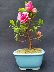 [ бонсай. chikala] Rhododendron indicum, ценный товар вид, шелк. Mai Kanto из запад. стоимость доставки 1300 иен,.... анонимность рассылка соответствует высота дерева 20 см корень израсходованный . форма 