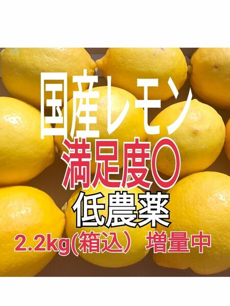 国産レモン春収穫【Aクラス訳あり　(痛み保証付）ノーワックス　　丸ごと使えて安心