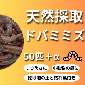 天然採取　ドバミミズ　50匹　プラスおまけ　釣り餌　ペットの餌　畑に！　安心できるお取引を努めます