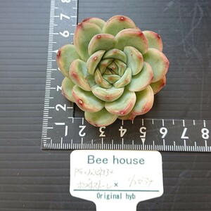 beehouse (PG×ノバヒネリアナ×ホワイトストーレ)×リンゼアナ 多肉植物 エケベリア