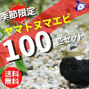  season limitation Yamato freshwater prawn 100 pcs set * male female. . designation un- possible free shipping Hokkaido / Okinawa prefecture object out 