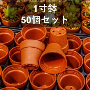 【セール】一寸鉢(1号ポット) 50個セット