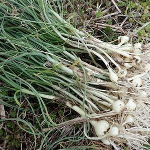 長野県信州産　天然無農薬　ノビル（ねんぶる）