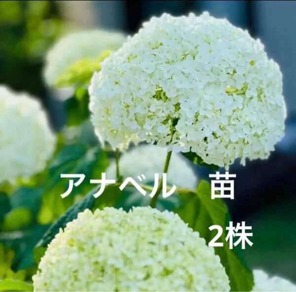 アナベル　苗　2株セット　ホワイト　紫陽花