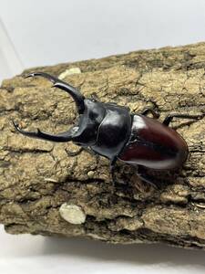  Don ki L ko stag beetle . name . kind / male 71mm female 42mm CBF2 larva 4 head red Don ki②