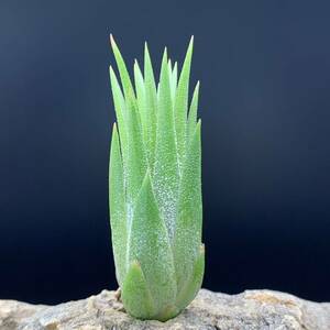 Tillandsia 'Charon's Gem'chi Ran jia Sharo nzjemionantha Io naan vertical . Ran ji Abu rome rear 