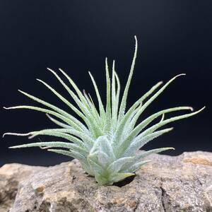 Tillandsia ionantha 'Emerald Forest'chi Ran ji I o naan ta emerald forest ti Ran jia