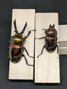 [RTNbook@ house . substitute article ]nijiiro stag beetle red pi Karl larva 5 head ( the first .~ the first two .) * shipping day limitation 
