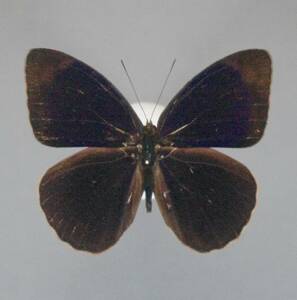 ビオラアイイロタテハ♂ Peru蝶標本