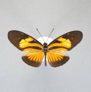 ヴィビリアヒメドクチョウssp.unifasciatus♂ Peru蝶標本