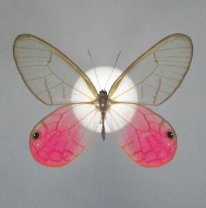 【ベニスカシジャノメ属】アウロリナスカシジャノメ♂　Peru蝶標本