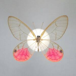 アウロラ スカシジャノメ♂　Brazil蝶標本