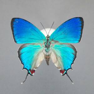 オオクジャクシジミ♂ Peru蝶標本
