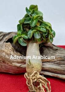 塊根植物　アデニウム　アラビカム　ドーセットホーン　Adenium arabicum　コーデックス　獅子葉　ふとっちょ　X-09