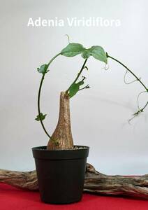 塊根植物　adenia viridiflora　アデニア　ヴィリディフローラ　X-06
