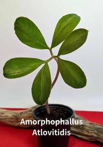 塊根植物　コーデックス　amorphophallus atloviridis　アモルフォファルス　アトロビリディス　X-11