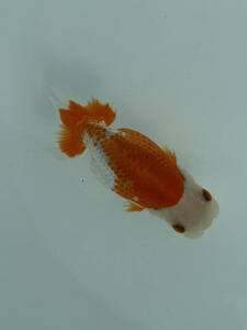  small . golgfish goods judgement . for 2 -years old female A