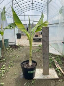 . obi фруктовое дерево banana АО минут рассада *Musa Papua Variegated*